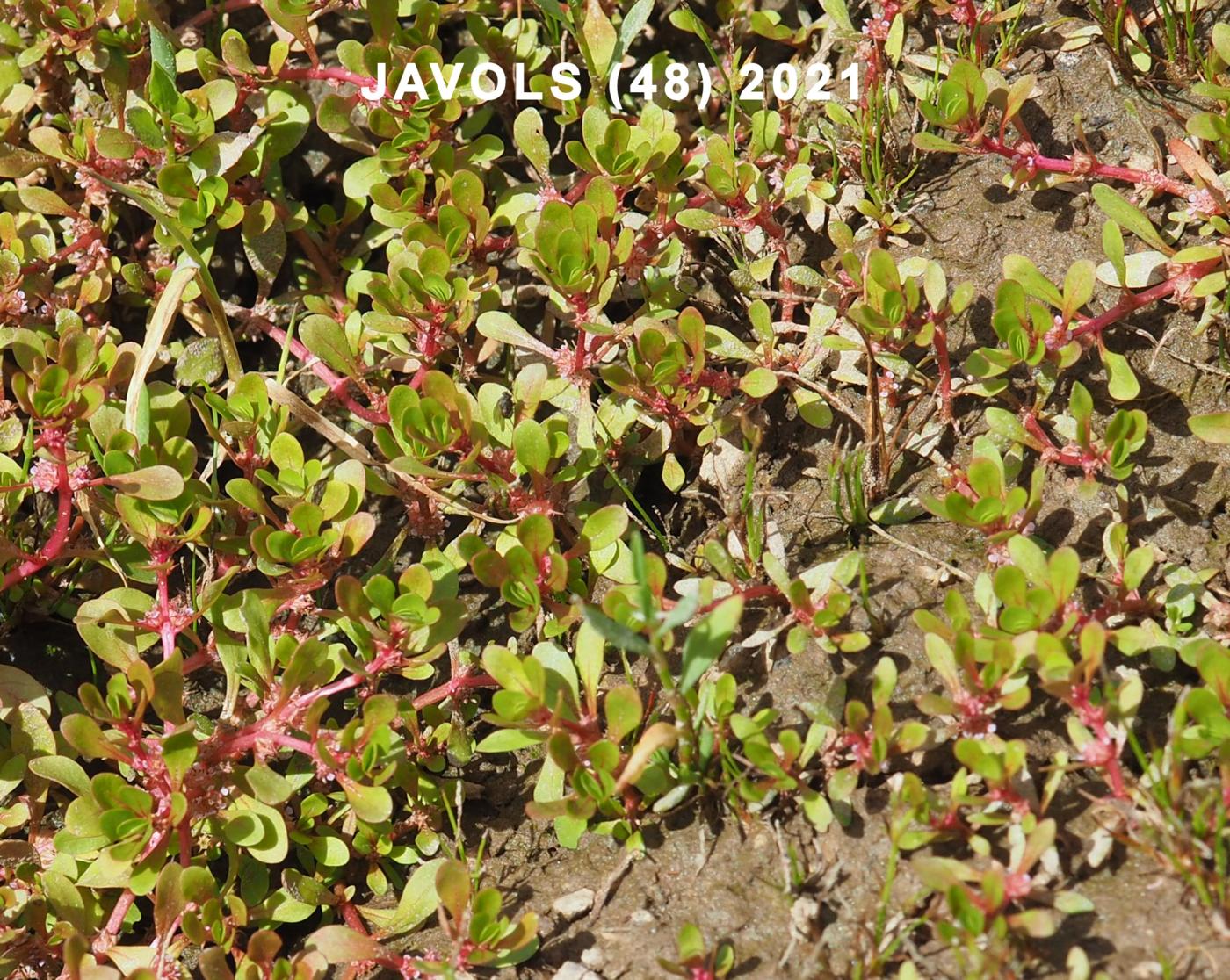 Water purslane plant